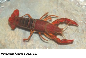 Procambarus clarkii